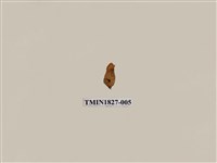 藏品(避債蛾)的圖片